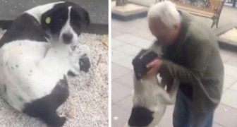 Anziano ritrova il suo cagnolino dopo averlo perso tre anni prima: la storia che ha commosso tutti