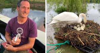 Hij bouwt een vlot om het nest van twee ongelukkige zwanen te redden: Ik wilde niet dat ze hun eieren weer zouden verliezen