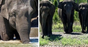 Liberano 35 elefanti da un circo e assegnano loro una nuova casa nella natura: uno spettacolo che fa bene al cuore