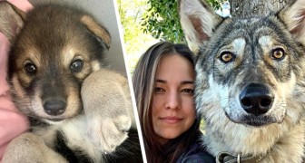 She adopts a wolf cub who had been abandoned by its mother: now they are inseparable