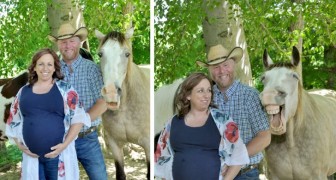 Cavalo rouba a cena durante a sessão de fotos de um casal que espera um bebê
