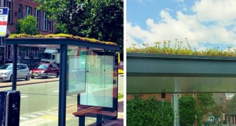Le fermate dell’autobus vengono trasformate in piccole oasi verdi per le api: l’iniziativa dei Paesi Bassi
