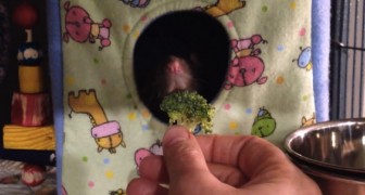 Provano a dare dei broccoli al topo, ma la sua reazione non è quella che si aspettavano!