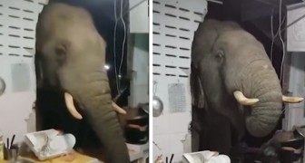 En elefant bryter sig igenom en vägg på jakt efter lite nattmat