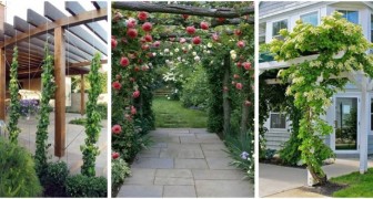 Créez un coin frais et relaxant dans le jardin avec des pergolas et de splendides plantes grimpantes 