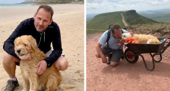He brought his sick dog for one last hike in a wheelbarrow before saying goodbye forever