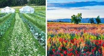 Autostrade di fiori al posto dei pesticidi: l'idea di agricoltori e ricercatori per proteggere i raccolti