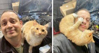 Er findet eine Katze in seiner Garage, während er gerade das Auto repariert: Es entsteht eine sympathische Freundschaft