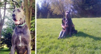 He's one of the largest Great Danes in the world but he is afraid of small dogs: He wouldn't hurt a fly