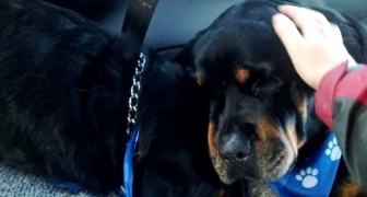 Un perro muere durante la noche: la reaccion de su hermano deja sin palabras a todos