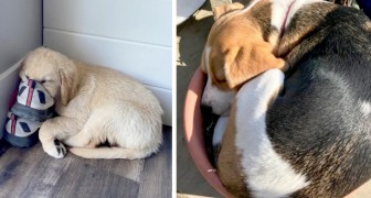 16 dogs who don't care where and where they got caught napping