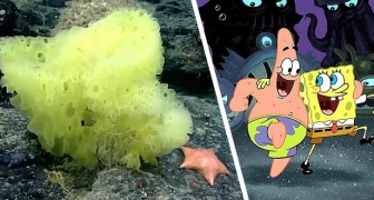 SpongeBob e Patrick avvistati nel mondo reale: la foto di un team di scienziati fa il giro del web