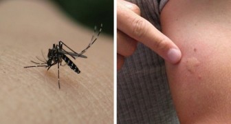 Why do some people get bitten by mosquitoes more than others as summer approaches?