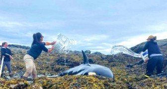 I volontari compiono un'operazione di salvataggio per liberare un'orca di 6 metri arenata sulle rocce