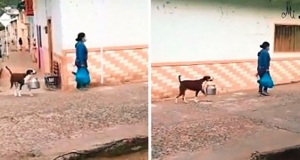 Un petit chien adorable aide sa maîtresse à faire ses courses en portant une casserole dans la gueule