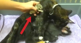 They hope this mummy cat adopts a baby squirrel: here's the exciting moment !