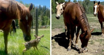 Un ciervo se pierde mientras espera a su madre, los caballos lo ven y lo protegen durante la espera