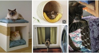 Rendez votre chat heureux avec ces projets DIY pour créer des coins utiles et amusants