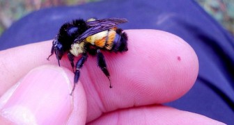 Joven salva a un abejorro de la calle y se vuelven inseparables: Me sigue hasta incluso cuando voy de compras