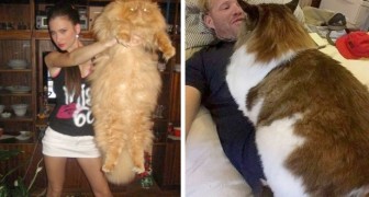 15 katten die zo groot zijn dat ze niet eens merken hoe omvangrijk ze zijn
