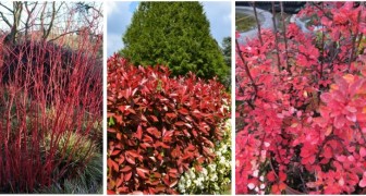 Donnez vie à votre jardin avec des touches de couleur vibrantes en ajoutant des plantes au feuillage rouge