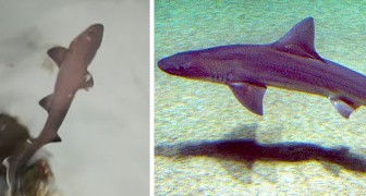 Ein Hai wird in einem Aquarium mit ausschließlich weiblichen Tieren geboren: ein seltenes Ereignis