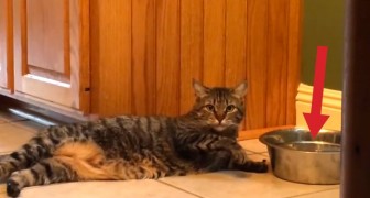 This cat is hungry and lazy. Here's how to solve BOTH problems...!