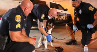 Three policemen notice a dog abandoned in a hot car: they remove the door to save it