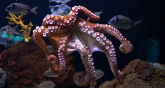 Vrouwtjes-octopussen gooien voorwerpen naar mannetjes die ongewenste “avances” maken