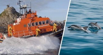 Nuotatore disperso nelle acque irlandesi da 12 ore viene ritrovato grazie ad un branco di delfini