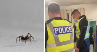 Une fille voit une araignée dans sa maison et crie si fort que les voisins appellent la police