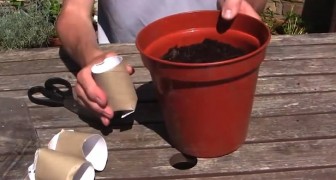 He puts a toilet paper roll in the soil: this gardening trick will surprise you