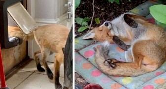 Encuentra un zorro en el jardín de su casa y entre los dos nace inmediatamente un amor a primera vista