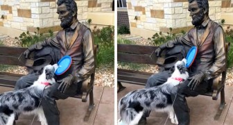 Questo simpatico Border Collie insiste per giocare a frisbee con una statua