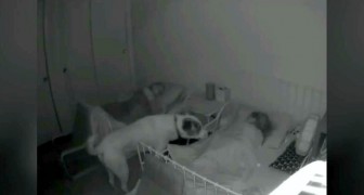 Ce chien vérifie chaque nuit que ses petits maîtres se sont endormis : une nounou parfaite