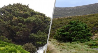L'affascinante storia dell'albero più solitario del mondo: si trova in Nuova Zelanda ma non è nato lì
