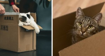 Waarom zijn katten zo dol op kartonnen dozen? Wetenschappers hebben naar een antwoord gezocht