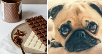 Perché la cioccolata è un vero e proprio veleno per i cani e cosa fare quando ne ingeriscono un po'