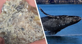 Pescatore trova un grosso blocco di vomito di balena: è come oro galleggiante, vale 1 milione di euro
