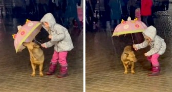 Bimba decide di proteggere il cane dalla pioggia battente con il suo ombrello: le immagini sono dolcissime