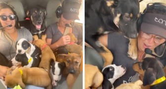 Una joven decide salvar a 27 cachorros en una carrera contra el tiempo: le pide un paseo a su amiga piloto