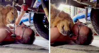 De eigenaar werkt als monteur en zijn hond kruipt onder de auto om zich door hem te laten aaien: de tedere beelden