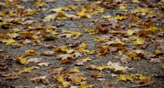 Veeg de herfstbladeren niet uit je tuin: ze helpen het milieu en verminderen de luchtvervuiling