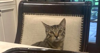 Il gatto è vero o è cucito sulla sedia? La simpatica illusione ottica che ha confuso il web