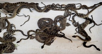 She goes down to the basement in her house and finds 90 rattlesnakes hidden under the joists