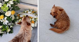 Hond loopt elke dag 2 km om naar de begraafplaats te gaan: hij bezoekt het graf van zijn baasje