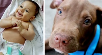 Pitbull agarra a un recién nacido del pañal y lo salva de la casa que se estaba prendiendo fuego (+VIDEO)