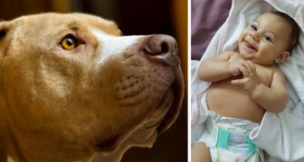 Pitbull grijpt baby bij de luier en redt haar uit het brandende huis (+ VIDEO)