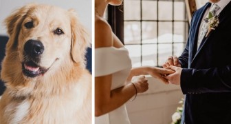 Vieta alla sorella di portarsi il cane da terapia al matrimonio perché lo sposo ne ha paura: scoppia la polemica