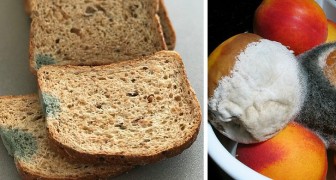 Nourriture moisie : les scientifiques expliquent pourquoi nous ne devrions pas manger les parties saines
